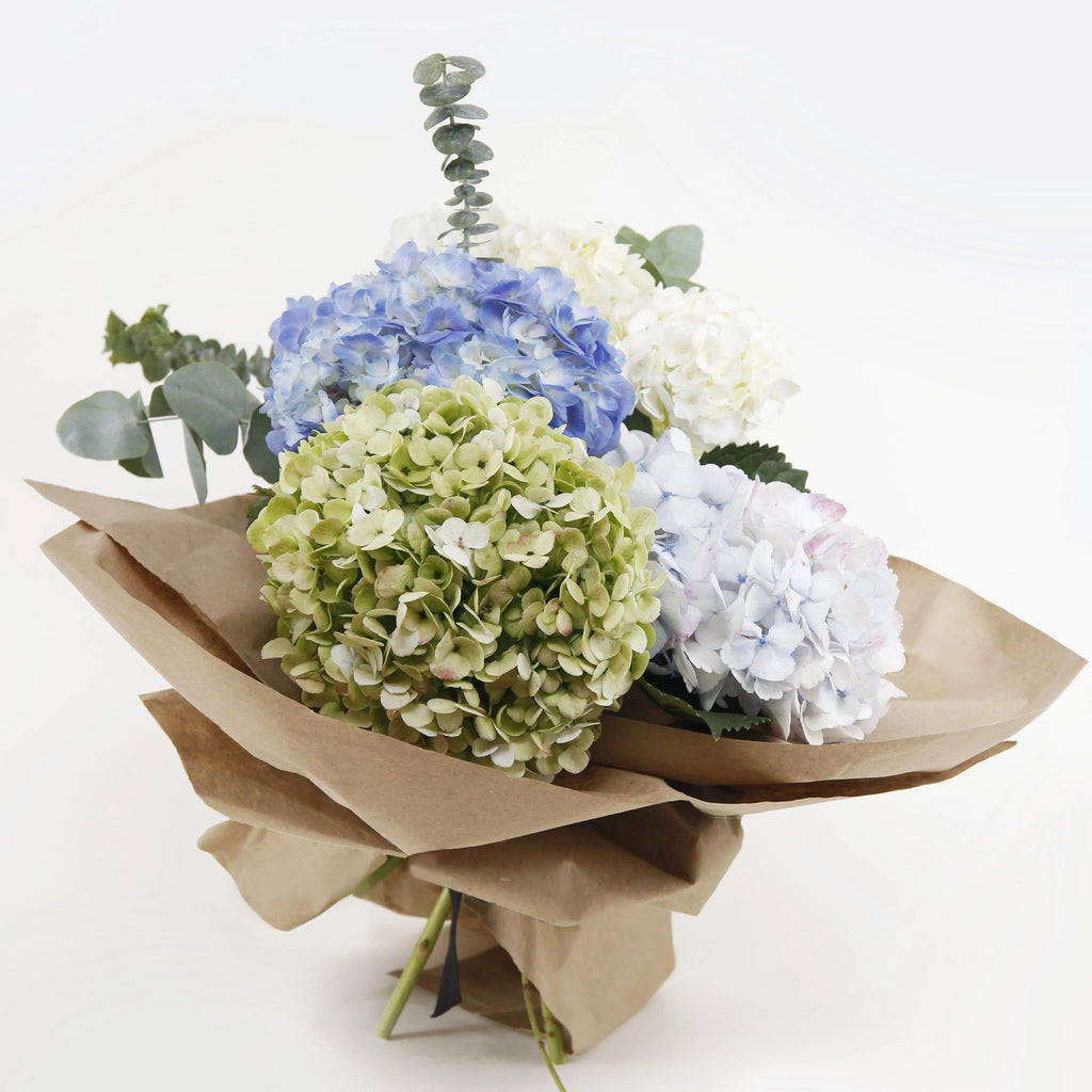 Mixed bouquet of premium, large hydrangeas in different and natural shades. These exclusive varieties will amaze any lucky recipient. Send top quality hydrangeas grown in Colombia and delivered directly by Flower Co.