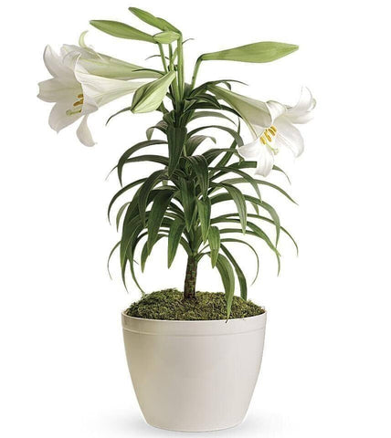 Easter Lily - potted plant