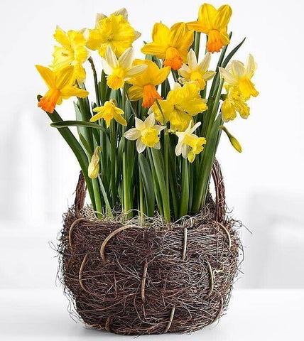 Happy-Easter-Daffodils