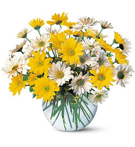 Daisies