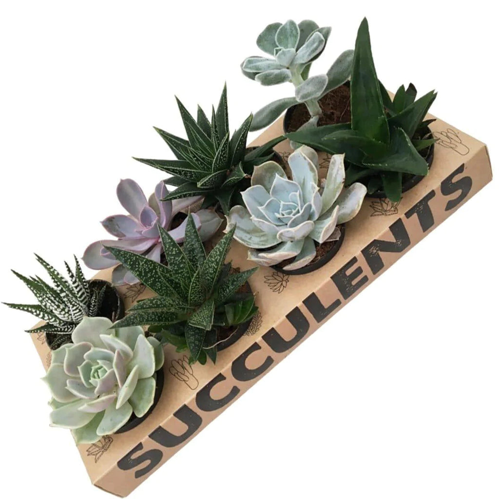 tray of succulents, potted succulents, live plants