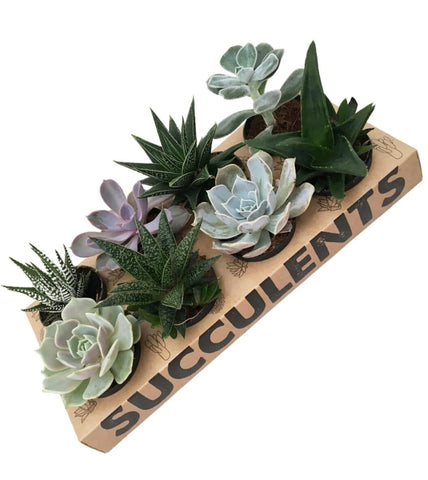 tray of succulents, potted succulents, live plants