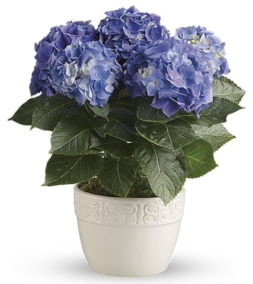 Happy Hydrangea™ Toronto Flower Co. 