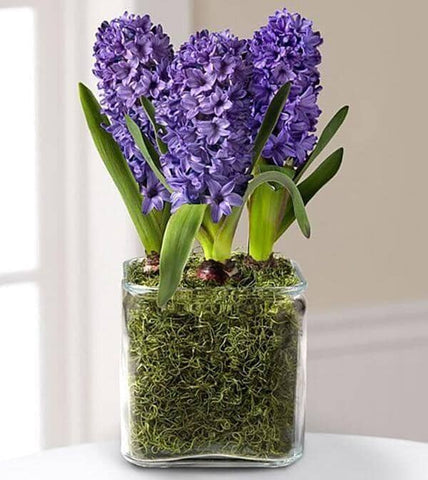 Hyacinth Trio Plant - potted hyacinth, spring bulbs
