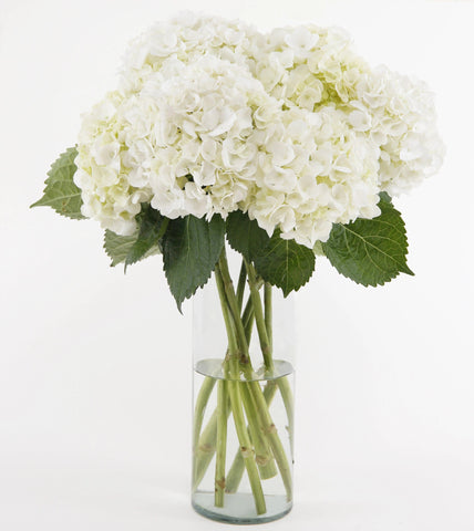 Ivory Hydrangea Bouquet Premium - white hydrangea flowers Flower Co.