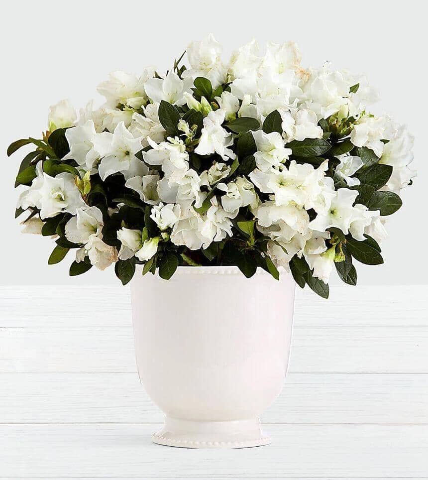 White Azalea -   white azalea , azalea planter