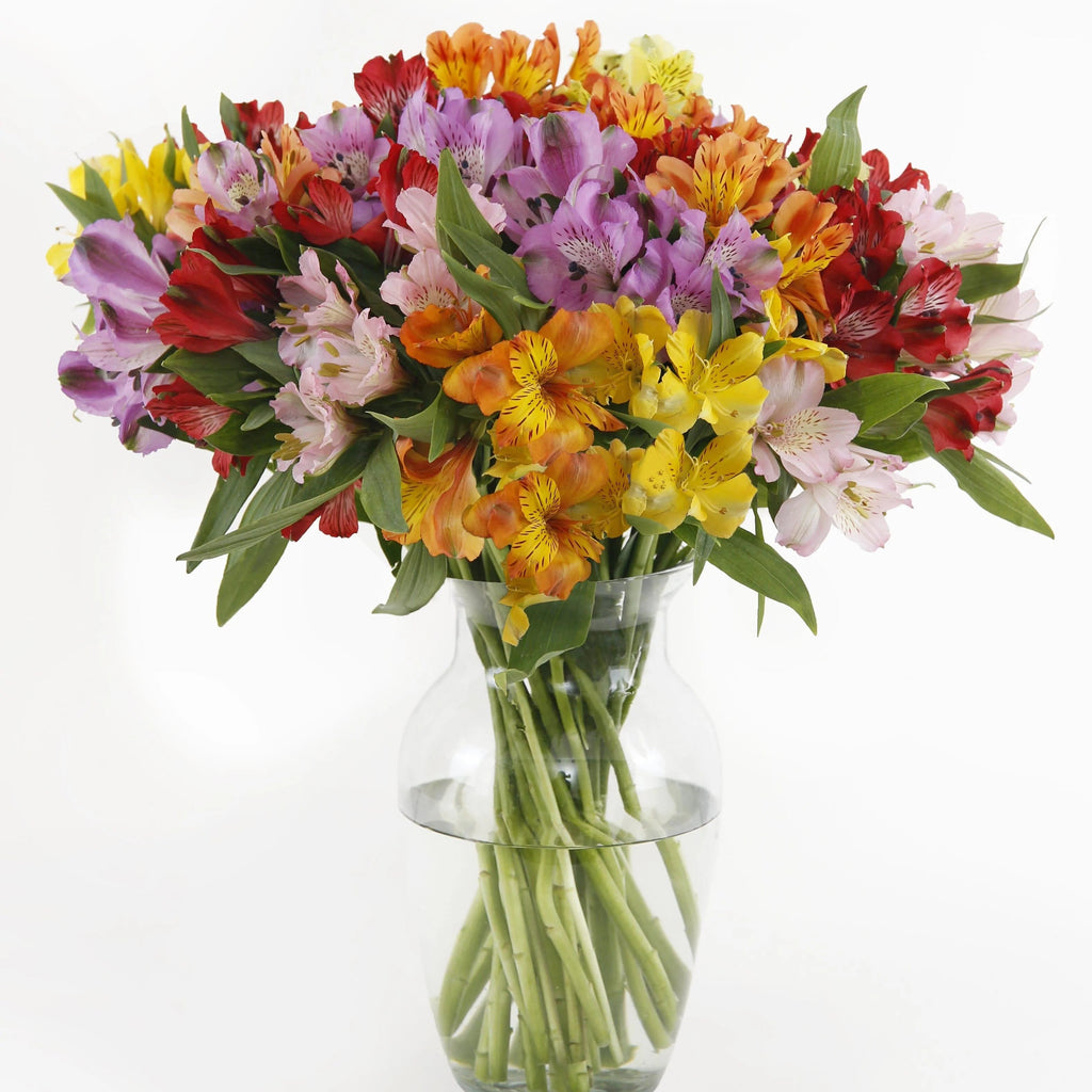 Rainbow’s Discovery Peruvian Lily Bouquet Premium- Vase of Assorted Alstroemerias - Peruvian Lilies