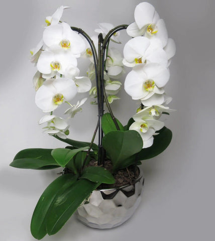 Triple Mammoth Orchid Planter